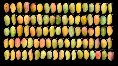 High resolution mapping of QTLs for fruit color and firmness in Amrapali/Sensation mango hybrids